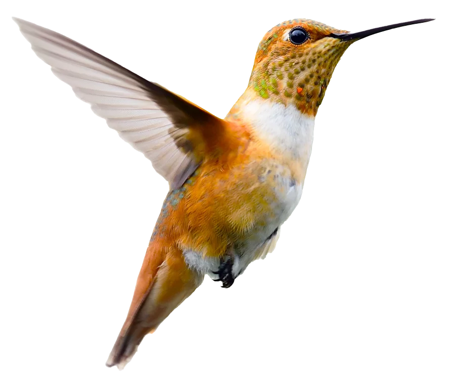 hummingbird Hummingbird flying