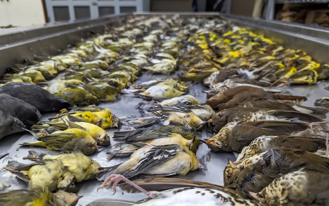 More Than 1,000 Birds Collided With a Single Chicago Building in One Night