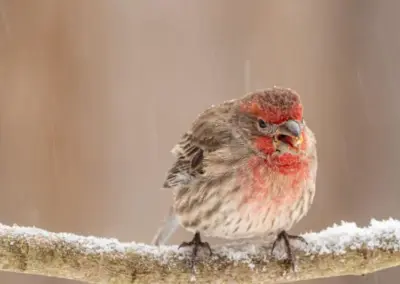 2023 Winter Finch Forecast: Understanding Finch Movements and Bird Feeding