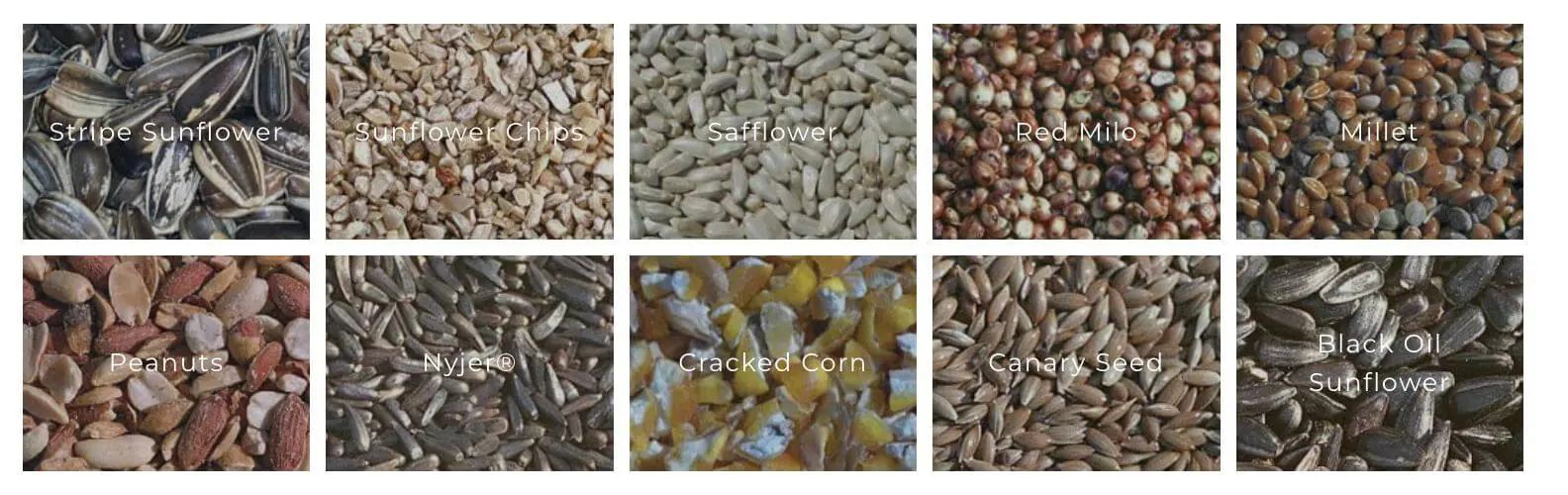Types of bird seeds