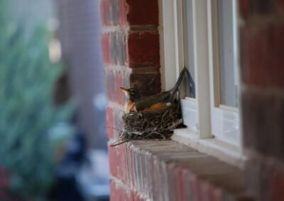 How To Stop Birds From Building Nests On Your House