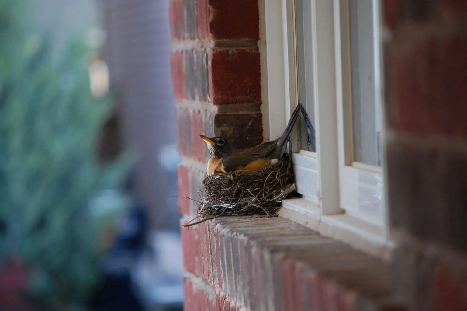 American Robin nesting on windowsill