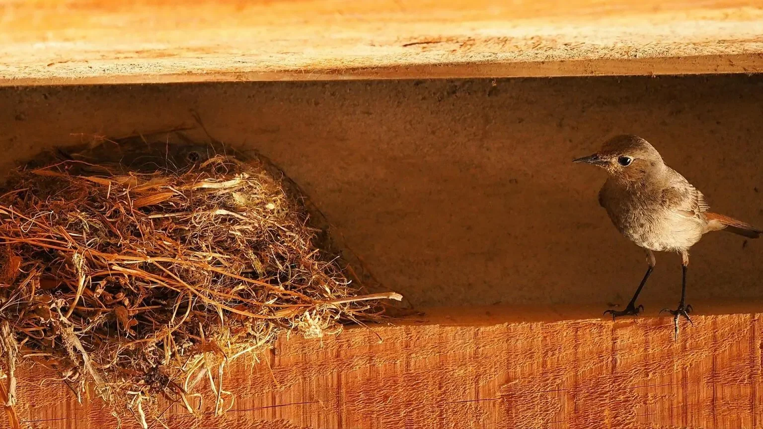 Sparrow perched next to nest that's sitting on a beam