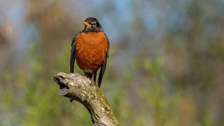 American Robin perched on top of old branch
