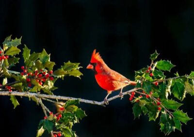 Join the Audubon Christmas Bird Count!