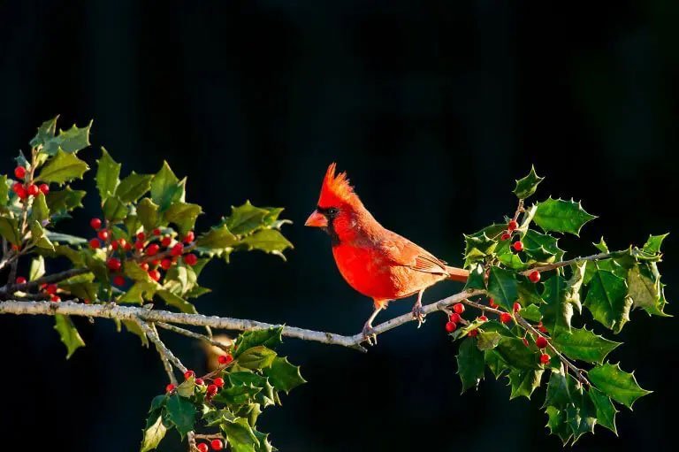 Red Cardinal in a mistletoe tree