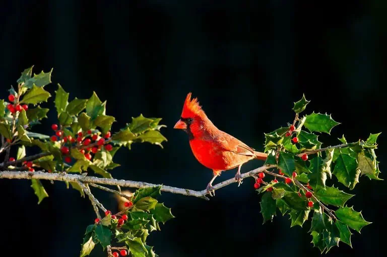 audubon-christmas-bird-count-img Red Cardinal in a mistletoe tree