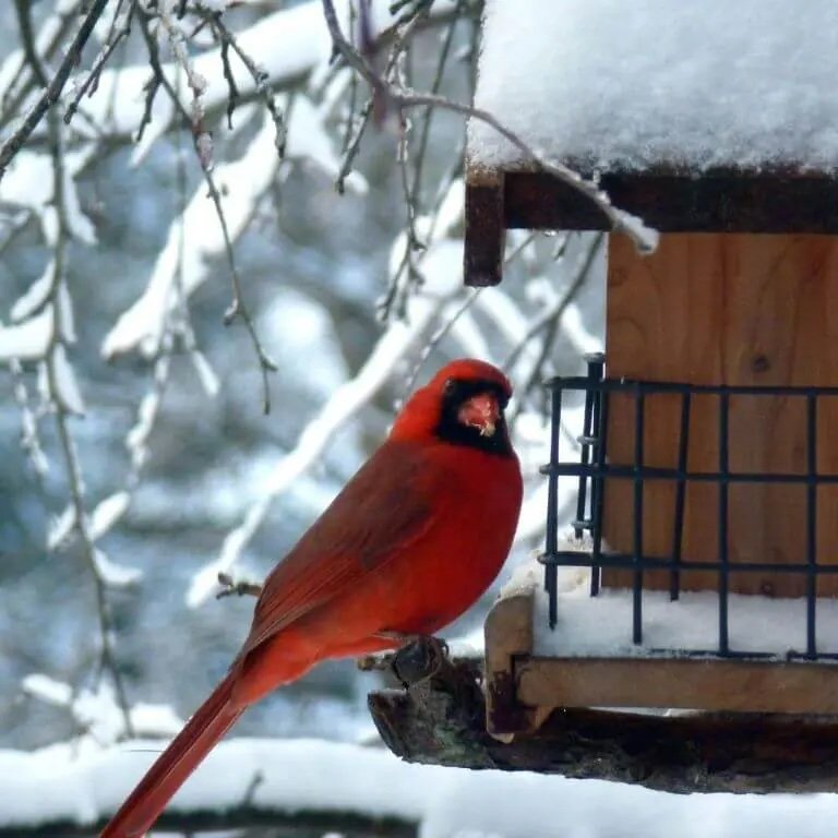 Red Cardinal perched on snow-covered bird feeder