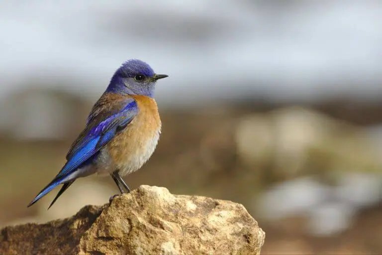 Eastern bluebird sitting on a rock looking out across forest