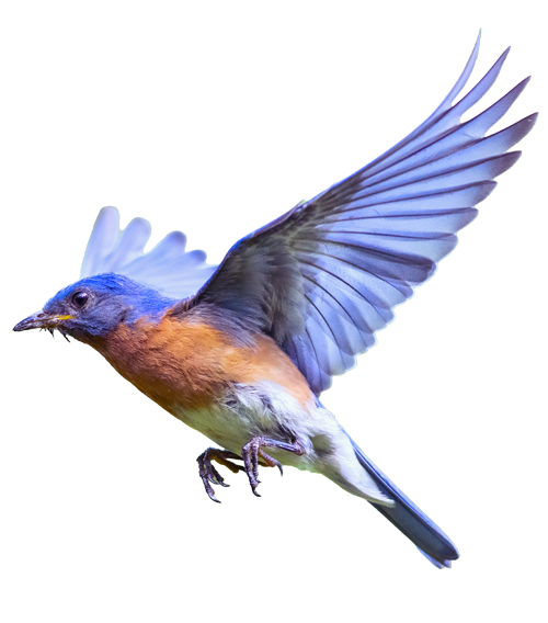 Flying Bluebird