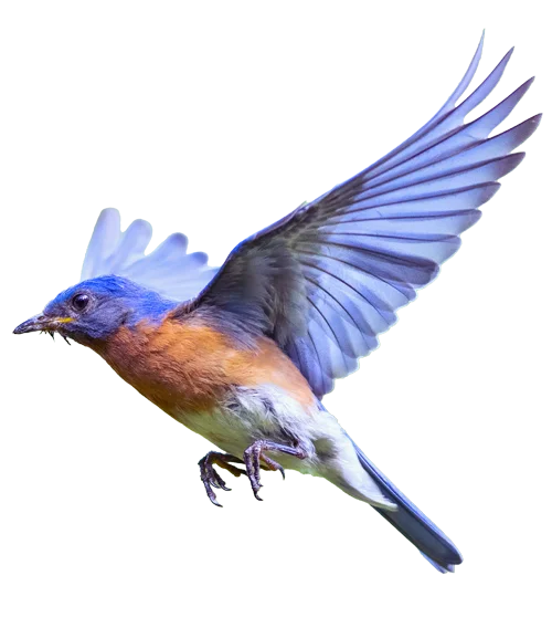 Flying Bluebird