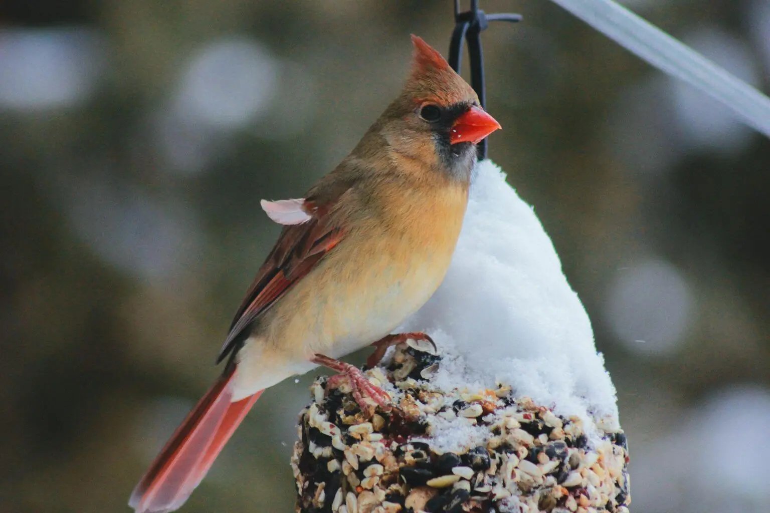 cardinal sitting on suet feeder in winter
