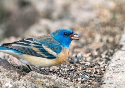 Transitioning Bird Care from Summer to Fall