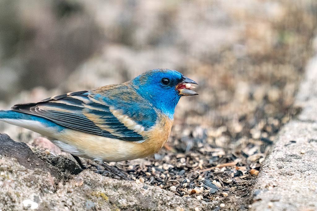 Lazuli Bunting with Millet