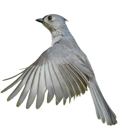 Flying Hummingbird