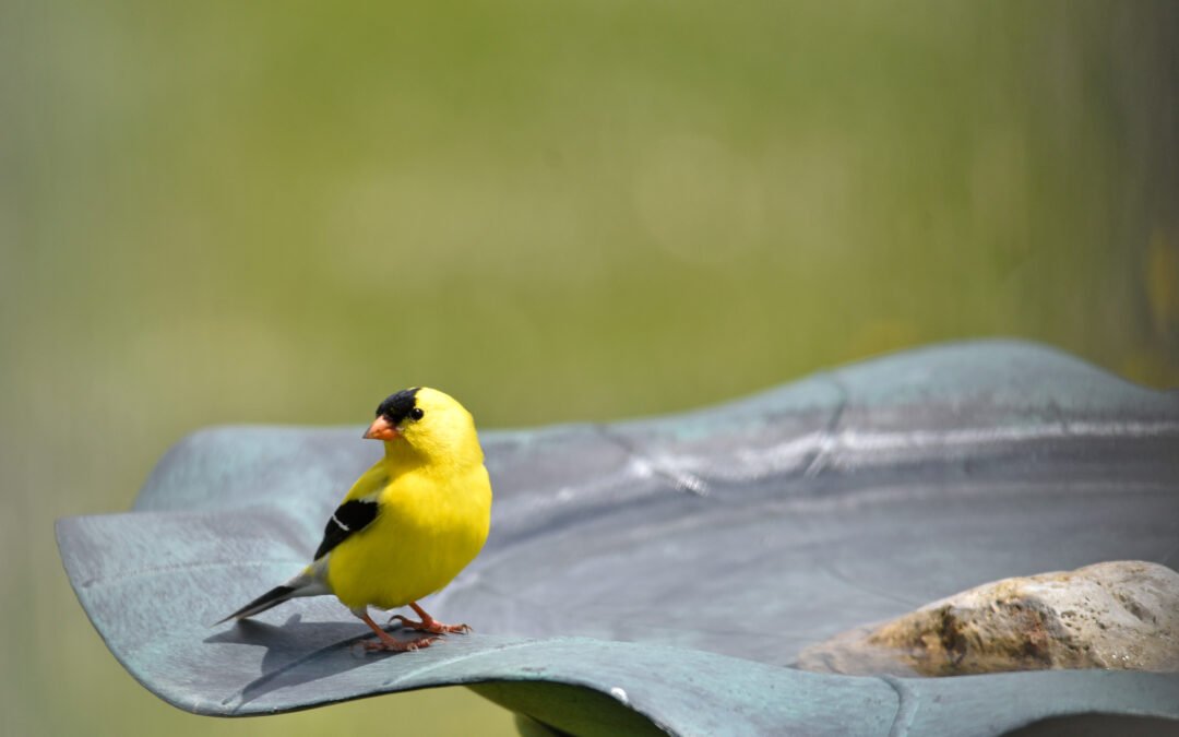 The Art of Attracting Birds to Your Yard