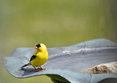 The Art of Attracting Birds to Your Yard