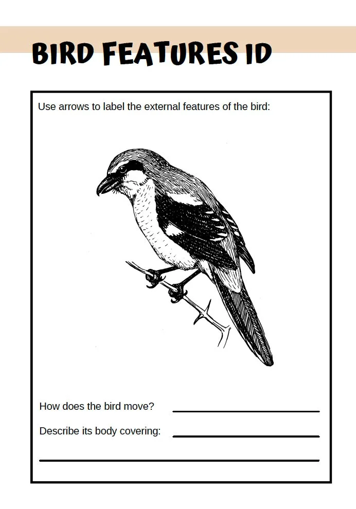 Bird Features ID