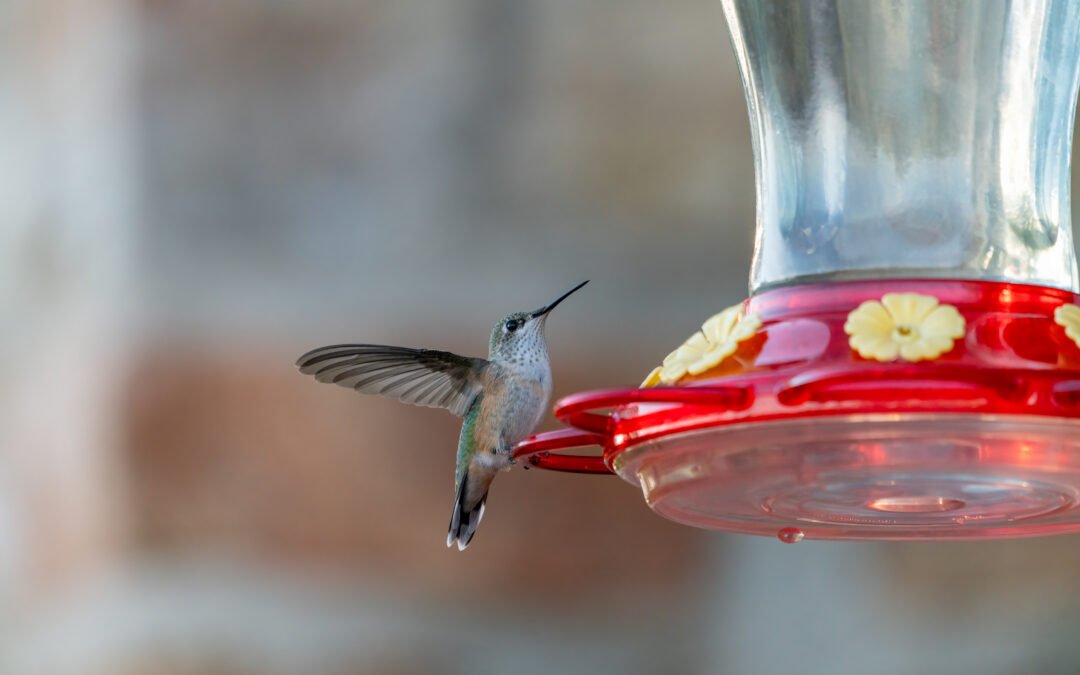 Why Bird Feeding is Important