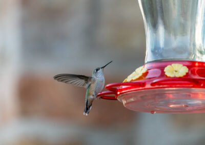 Why Bird Feeding is Important