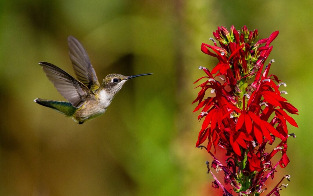 Chasing Spring: The Marvel of Hummingbird Migration