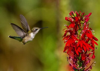 Chasing Spring: The Marvel of Hummingbird Migration