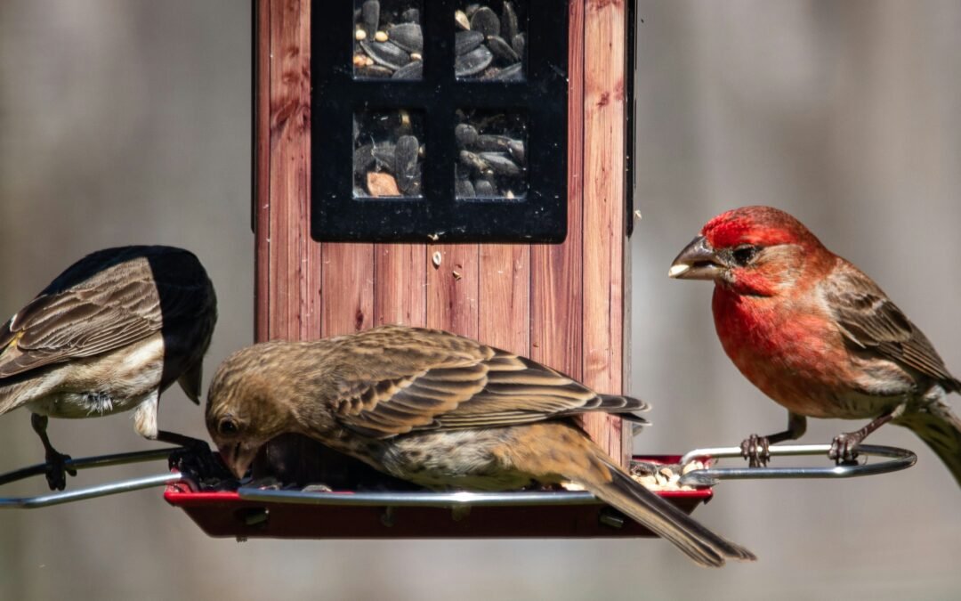 Fall in Love with Local Birds – Feeder Tips