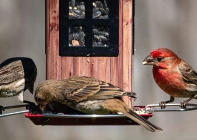 Fall in Love with Local Birds – Feeder Tips