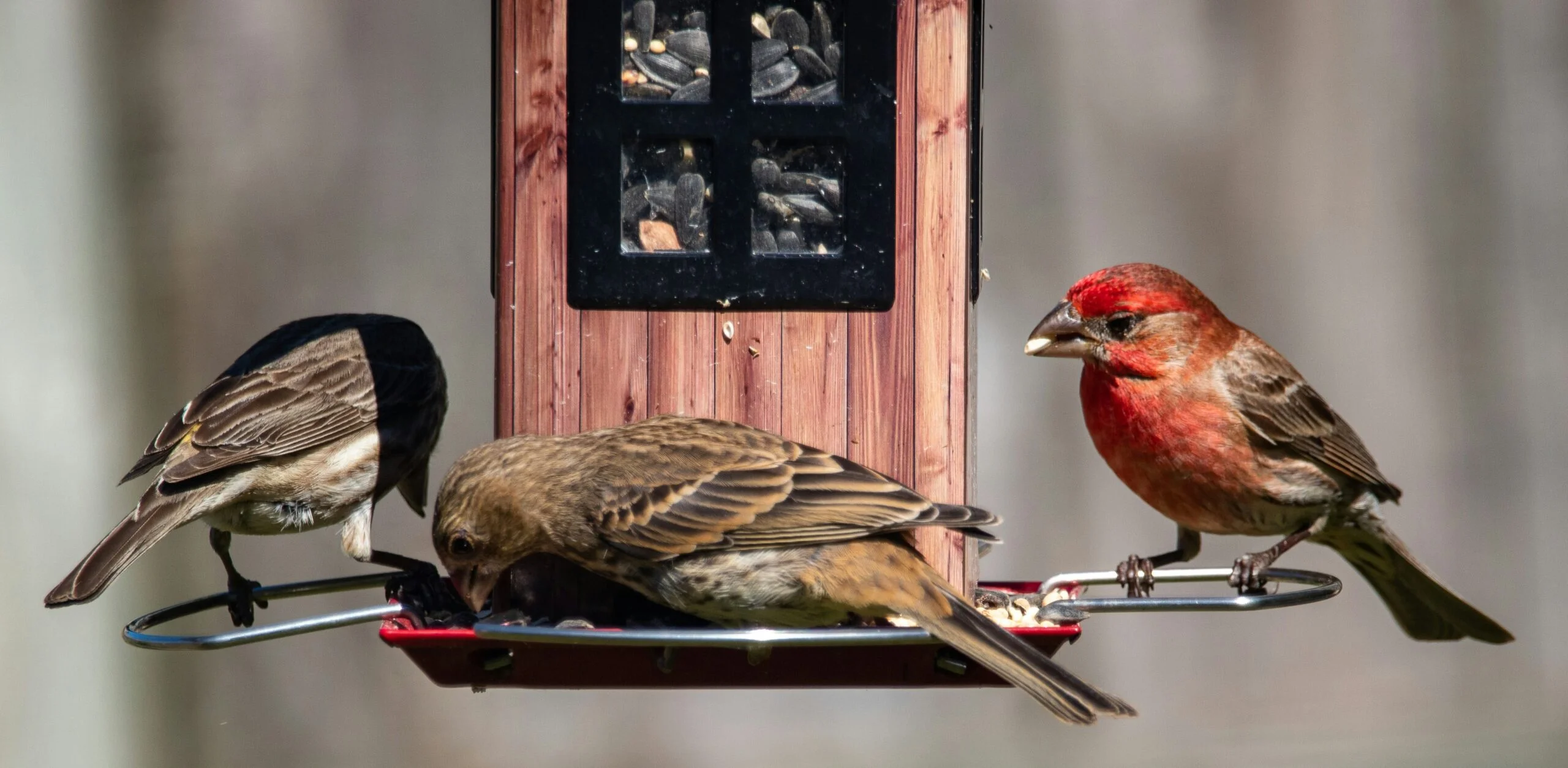 non-migratory birds at feeder