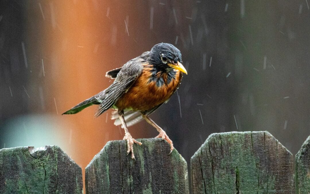 Fall in Love with Local Birds – The Importance of Year-Round Feeding