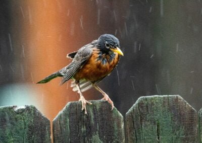 Fall in Love with Local Birds – The Importance of Year-Round Feeding