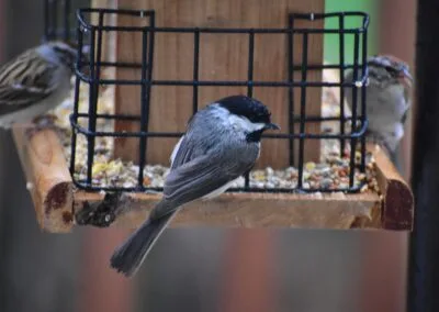 Where should your feeder be hung?