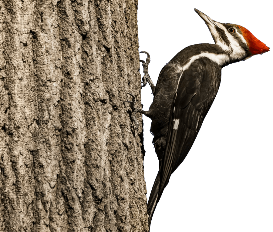 woodpecker-3
