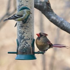 Bird Feeding Joy