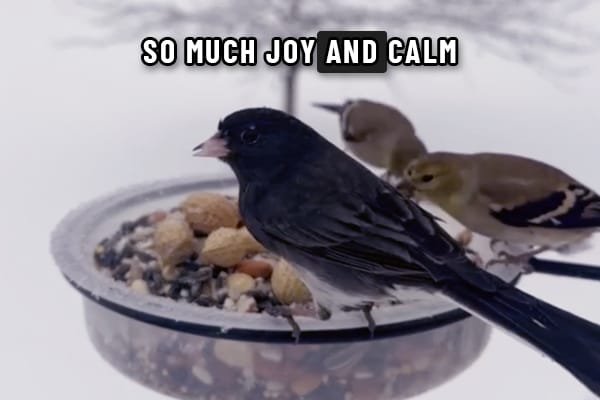 See the Joy Bird Feeding Brings to Others