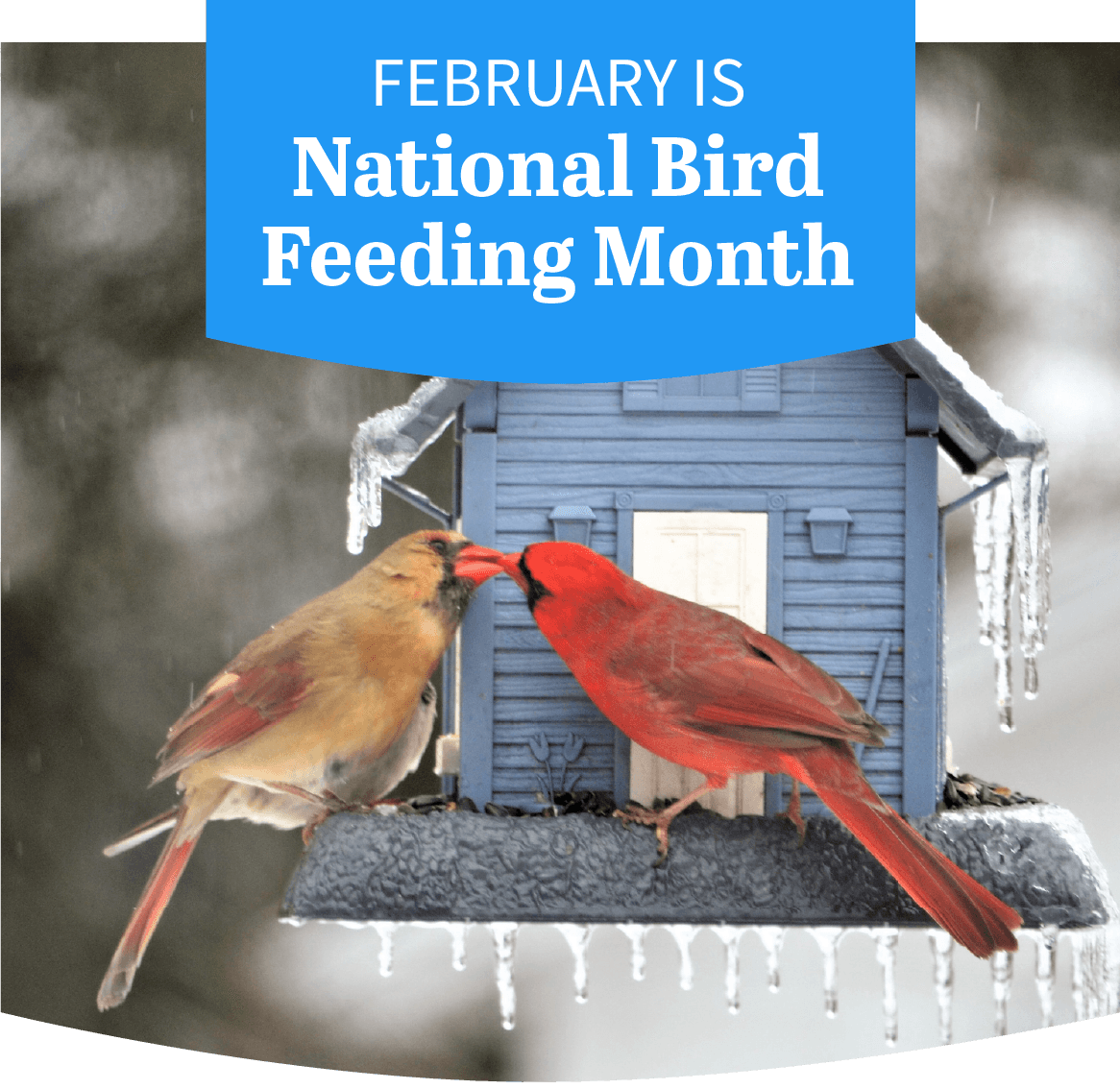February is National Bird Feeding Month