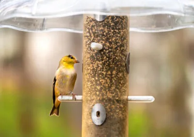 Top 10 Bird Seed Storage Questions Every Backyard Birder Need to Know
