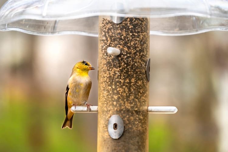 Top 10 Bird Seed Storage Questions Every Backyard Birder Need to Know