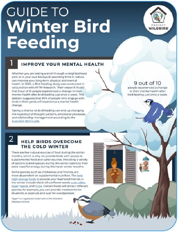 Winter Bird Feeding Guide