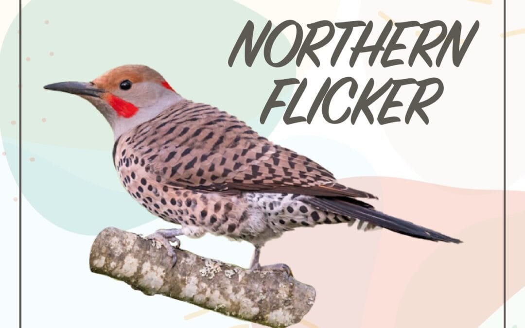 2026 Feeder Bird of the Year: Northern Flicker