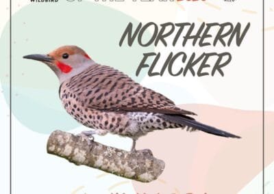 2026 Feeder Bird of the Year: Northern Flicker