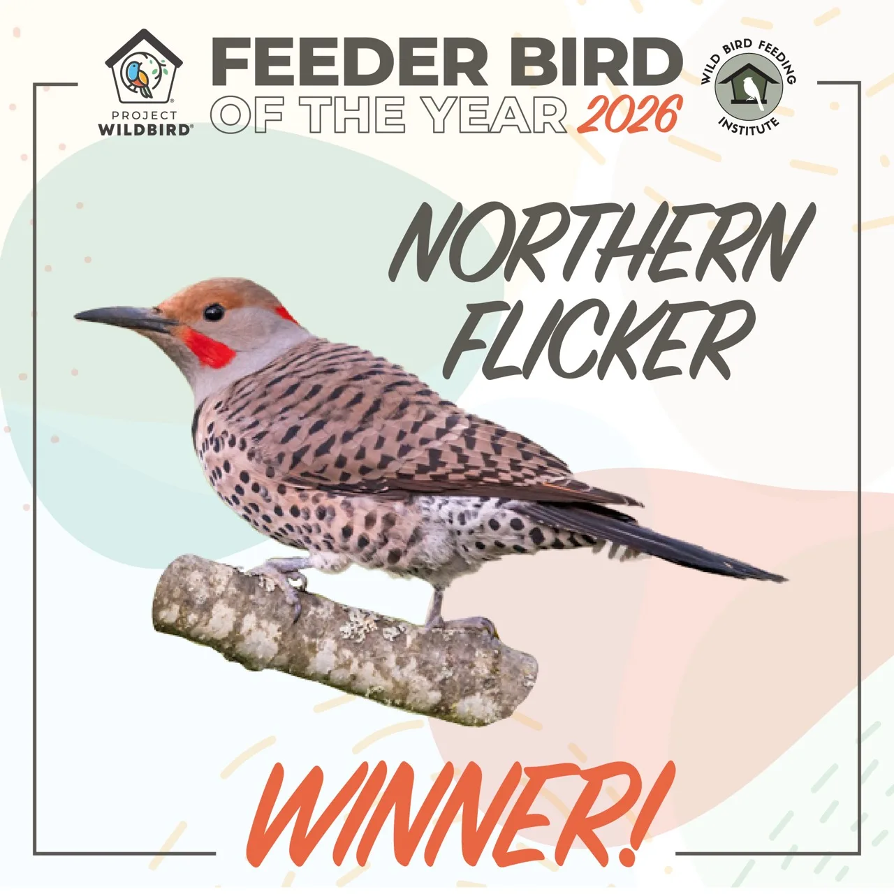 WBFI_2026_FeederBirdoftheYear_Winner Finding Calm Where You Least Expect It