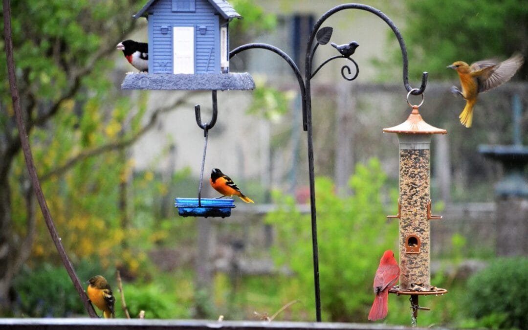 Light the Beacon! The Birds Have Returned!
