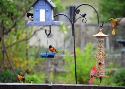 Light the Beacon! The Birds Have Returned!