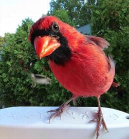 Streaming? Psh. Try feeding birds!