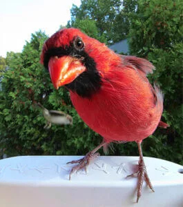 closeup-cardinal-265x300