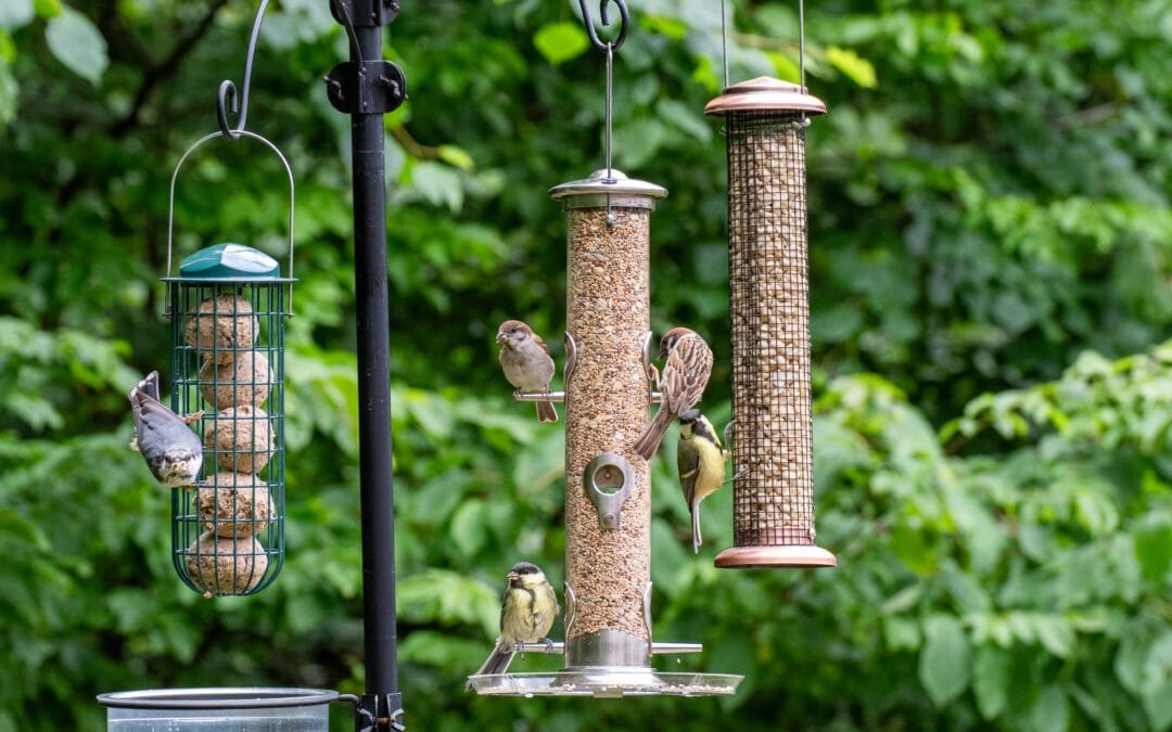 Why You Should Keep Feeders Up: A Response to the Anti-Bird Feeding Narrative