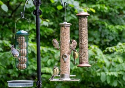 Why You Should Keep Feeders Up: A Response to the Anti-Bird Feeding Narrative