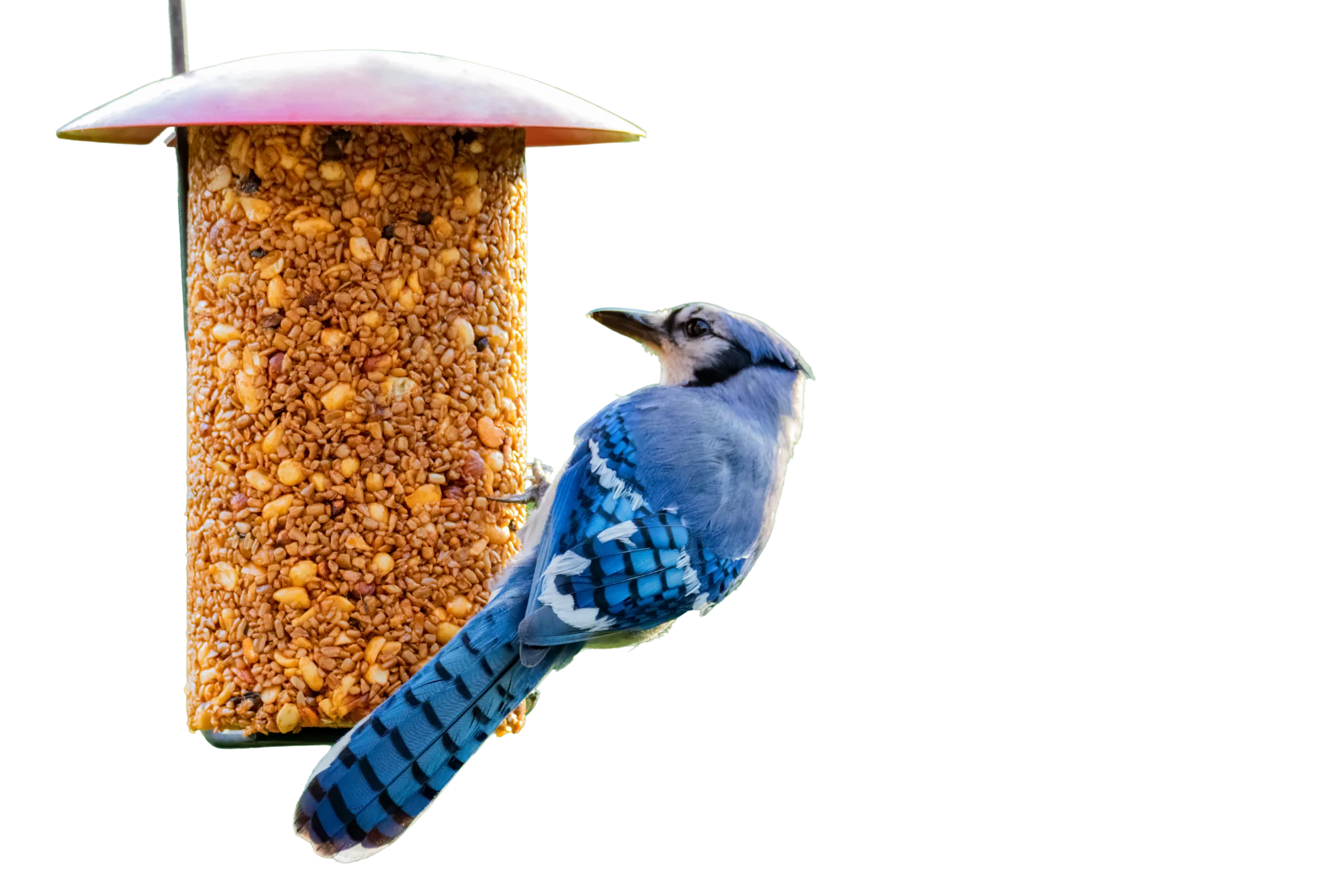 Flying Hummingbird