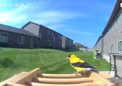 How to Bring your Family Together through Backyard Bird Feeding